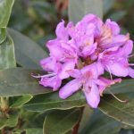 Rhododendron