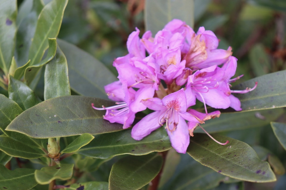 Rhododendron