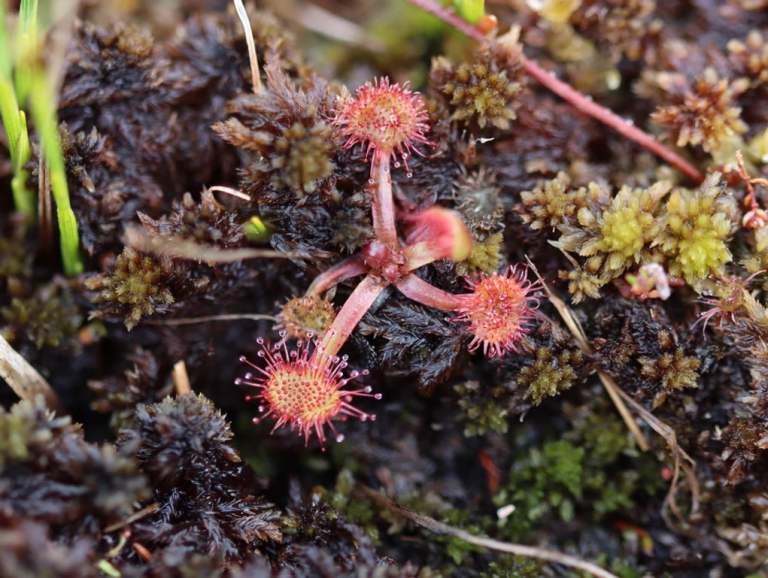 What is Blanket Bog Wild Atlantic Nature