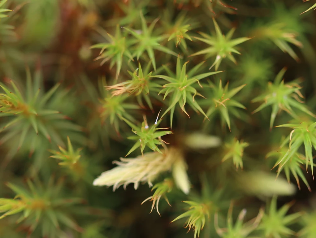 Sundew