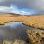 Wetland Area