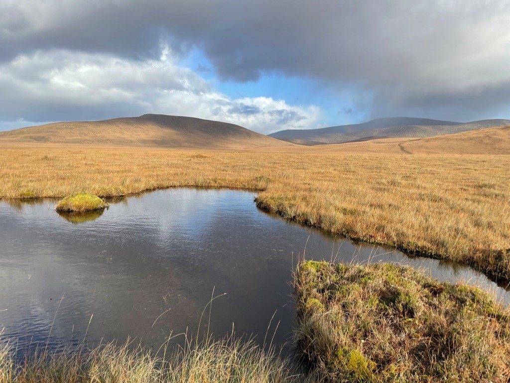 Wetland Area