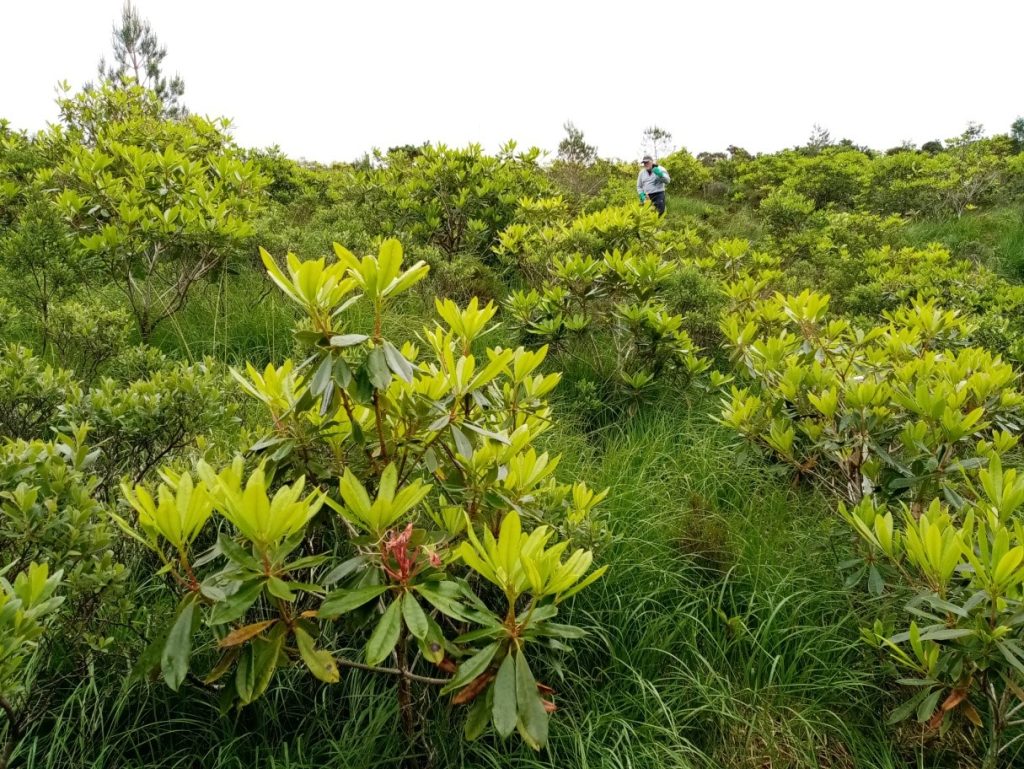 Rhododendron