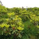 Rhododendron